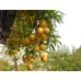 Екзотични сортови семена на Пъпешово дърво - Пепино 