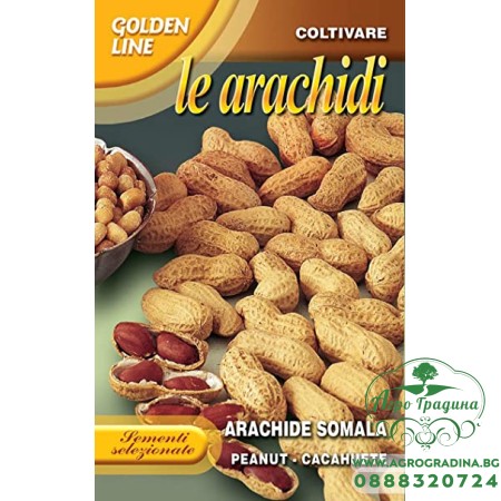 Семена за Фъстъци Сомалийски / Arachide Somala