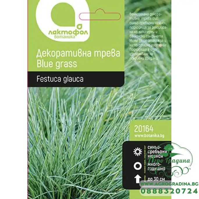 Семена за Декоративна Синя трева Blue grass