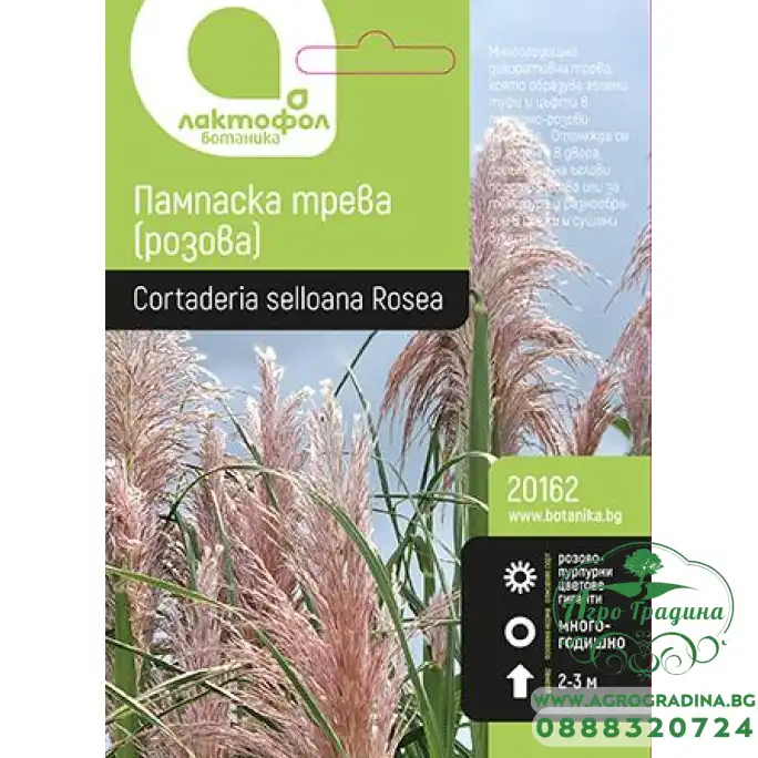 Семена за Пампаска трева розова