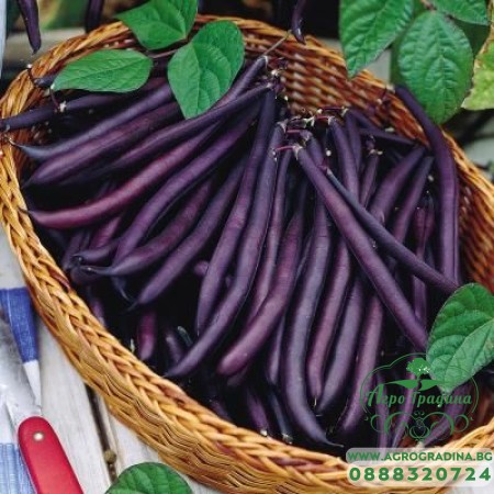 Фасул Пърпъл Куин