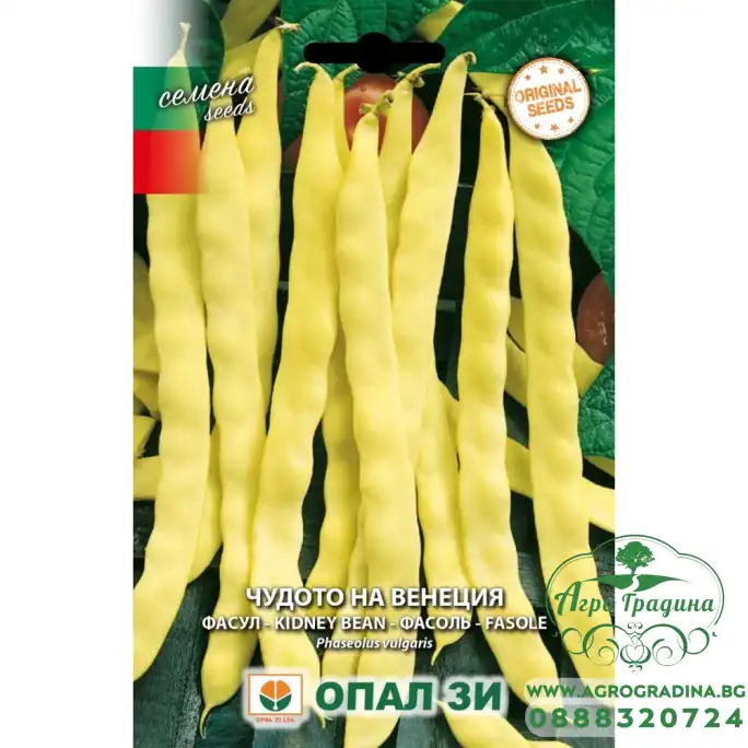Фасул Чудото на Венеция - жълт, плосък, увивен