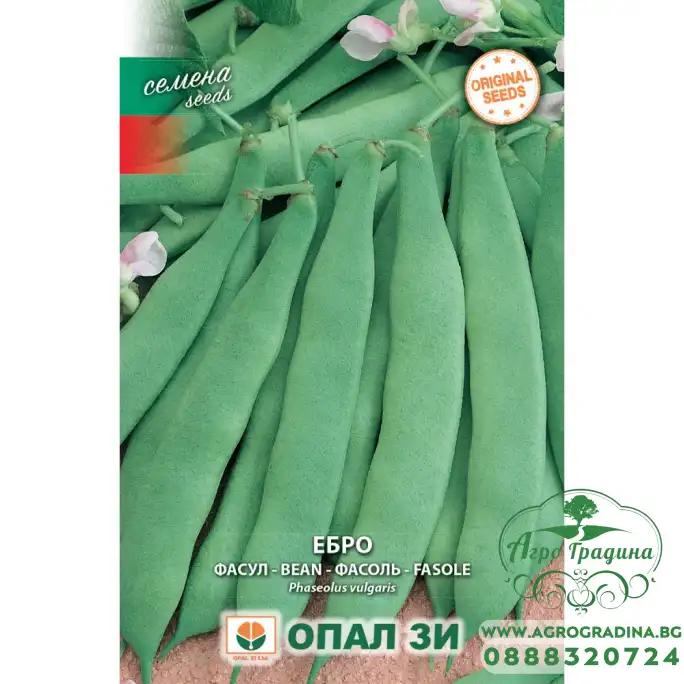 Фасул Ебро - зелен, плосък, нисък