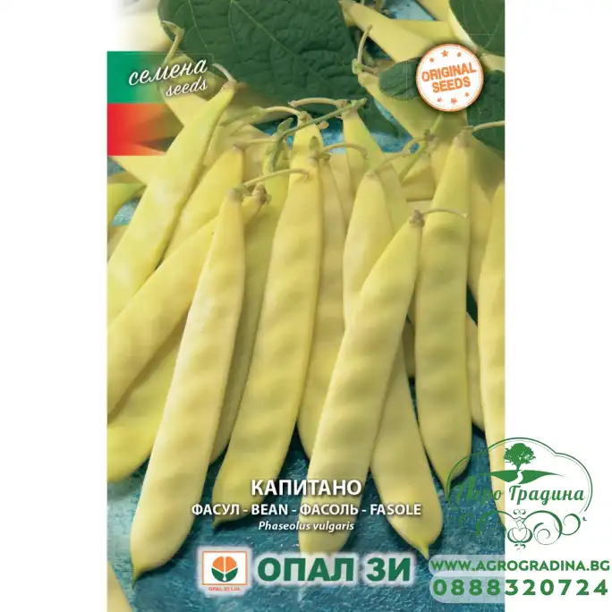 Фасул Капитано (жълт, плосък, нисък)