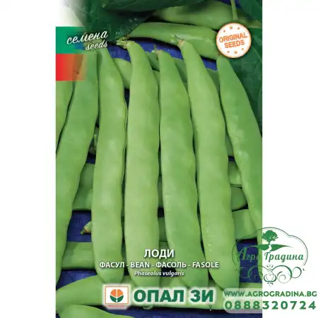 Фасул Лоди (зелен, плосък, нисък)