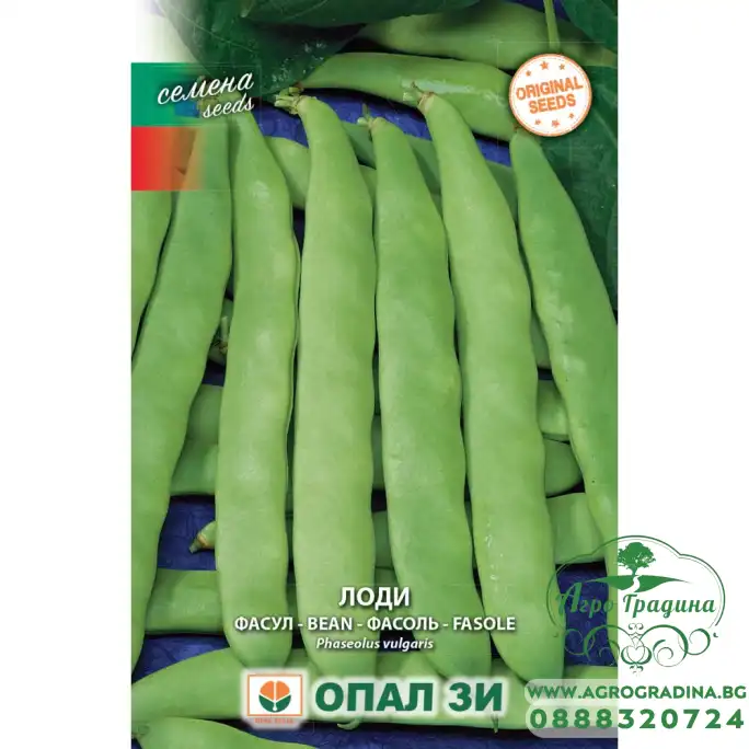 Фасул Лоди (зелен, плосък, нисък)