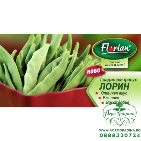 Фасул Лорин (зелен, плосък, нисък)- НОВ СОРТ