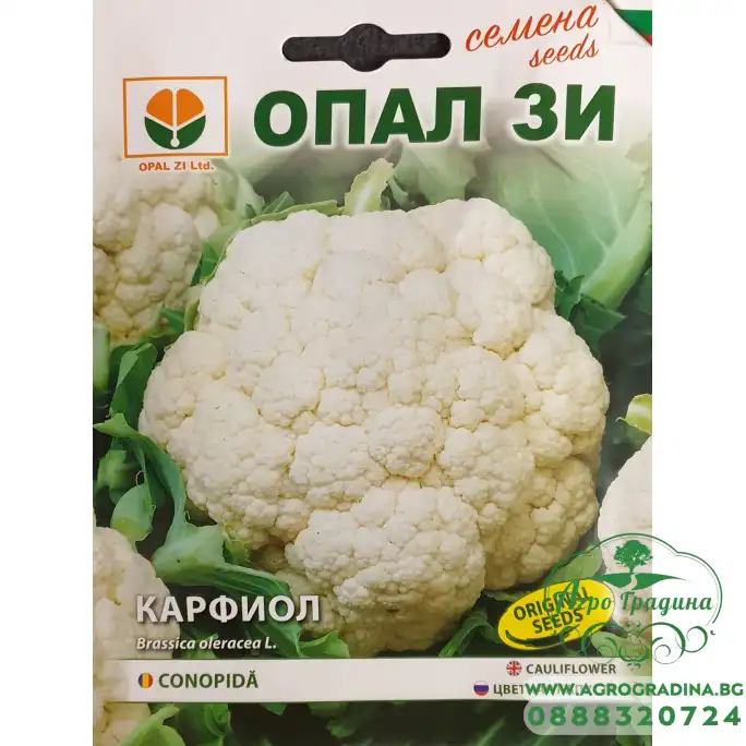 Карфиол Ерфурстско Карфиол Ерфурстско