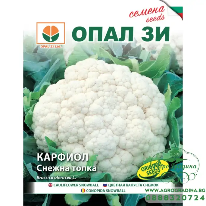 Карфиол Снежна топка Карфиол Снежна топка