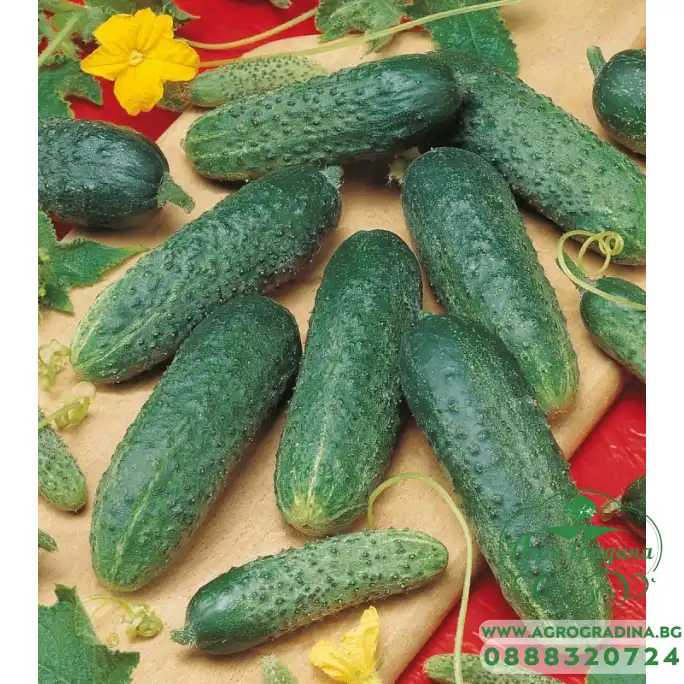 Корнишони Астерикс F1