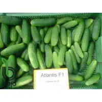 Корнишони Атлантис F1 Atlantis (предимно женско цъфтящ)