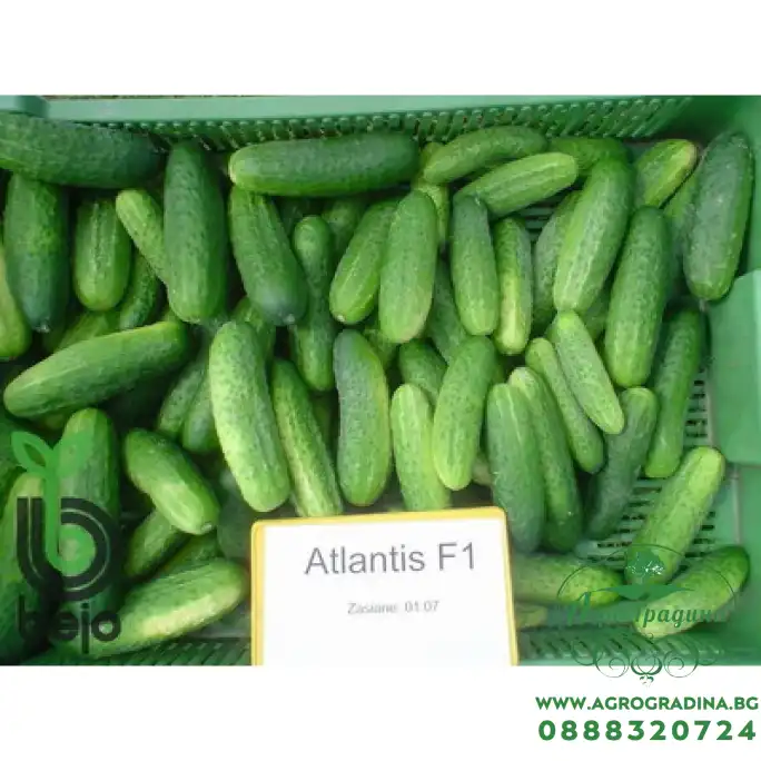 Корнишони Атлантис F1 / Atlantis (предимно женско цъфтящ)