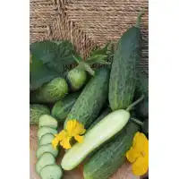 Корнишони Венера F1