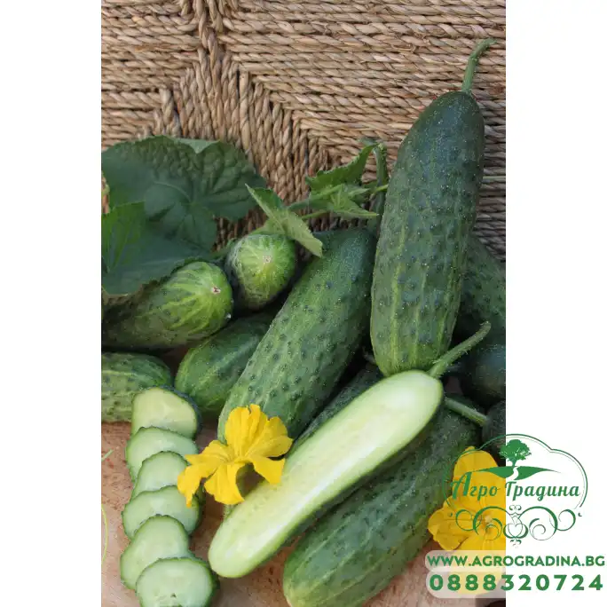 Корнишони Венера F1