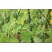 Африканска Краставица / Melothria scabra naudin
