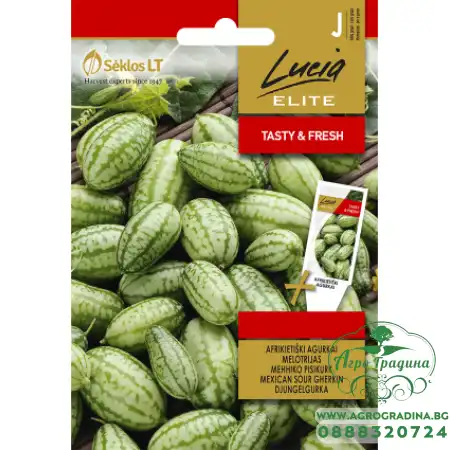 Мексиканска кисела краставичка Melothria scabra naudin