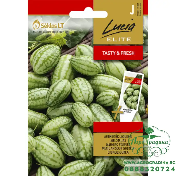 Мексиканска кисела краставичка / Melothria scabra naudin