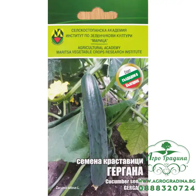 Краставици Гергана ИЗК Марица Краставици Гергана ИЗК Марица