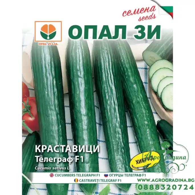 Краставица Телеграф F1