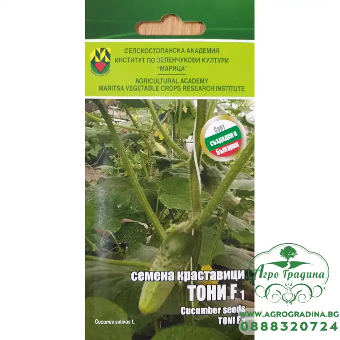 Краставици Тони F1 ИЗК Марица Краставици Тони F1 ИЗК Марица
