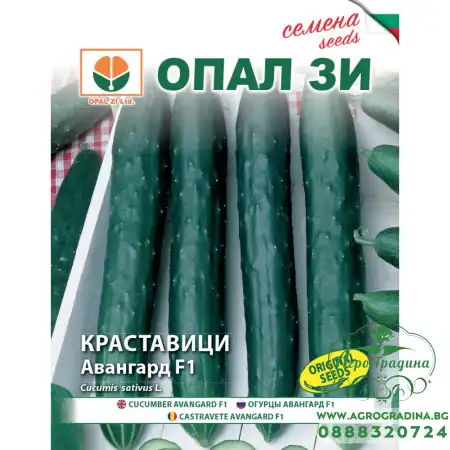 Краставици Авангард F1 тип Гергана