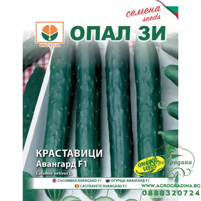 Краставици Авангард F1 тип Гергана