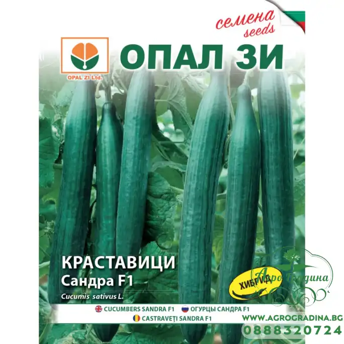 Краставици Сандра F1
