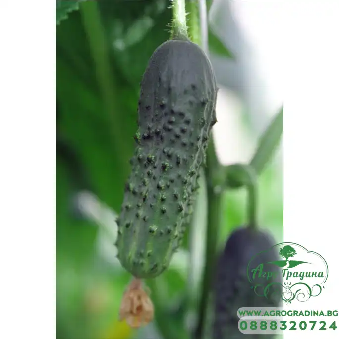 Корнишони Алианц / Allianz F1 (предимно женско цъфтящ)