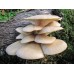 Мицелови дибли за Кладница (Pleurotus ostreatus) - 20 бр