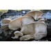 Мицелови дибли за Кладница (Pleurotus ostreatus) - 20 бр