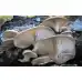 Мицел за Кладница (Pleurotus ostreatus)