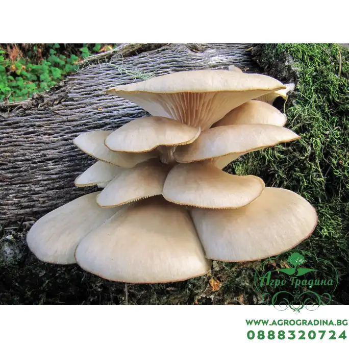 Мицелови дибли за Кладница (Pleurotus ostreatus) - 20 бр Мицелови дибли за Кладница (Pleurotus ostreatus) - 20 бр