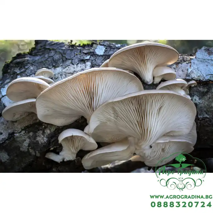 Мицелови дибли за Кладница (Pleurotus ostreatus) - 20 бр Мицелови дибли за Кладница (Pleurotus ostreatus) - 20 бр