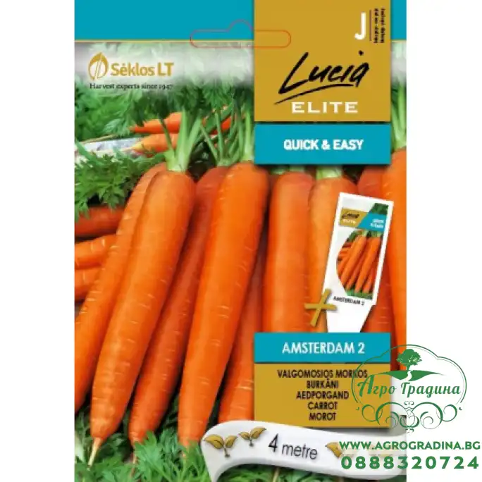 Моркови на Лента сорт Амстердам 2 / Amsterdam