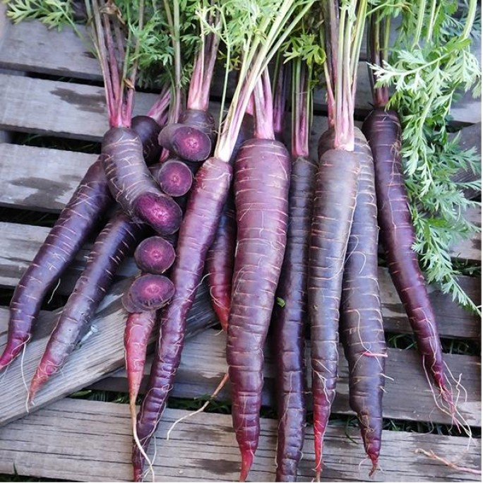 Моркови Лилав / Purple sun