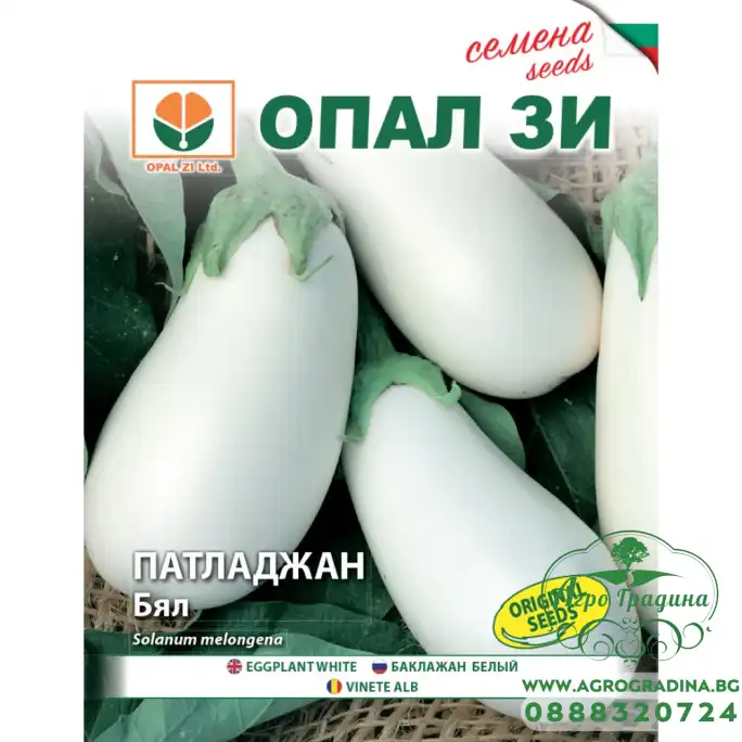 Патладжан Бял