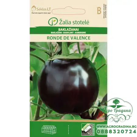 Патладжан Ронде Ди Валенсе Solanum melongena L