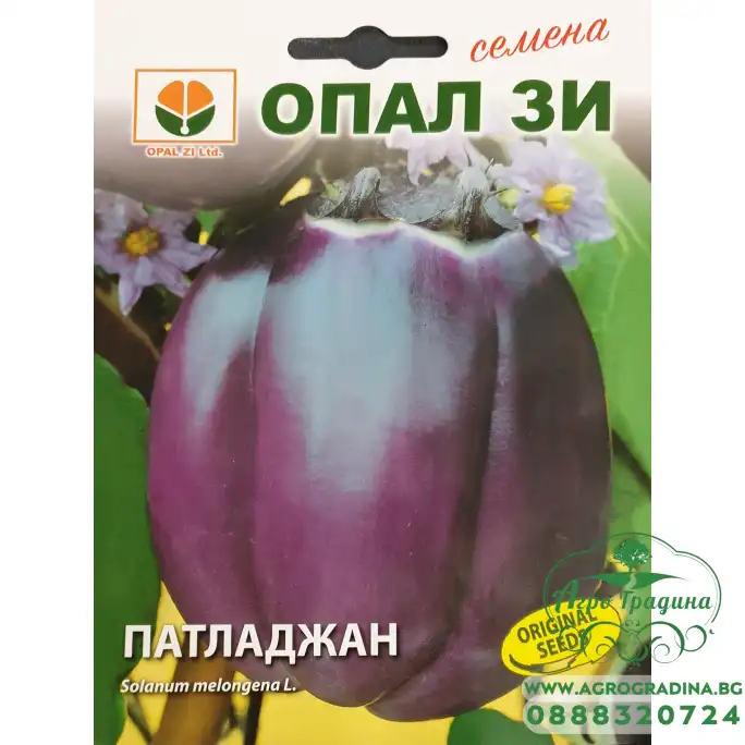 Патладжан Виолет ди Флоренс Патладжан Виолет ди Флоренс