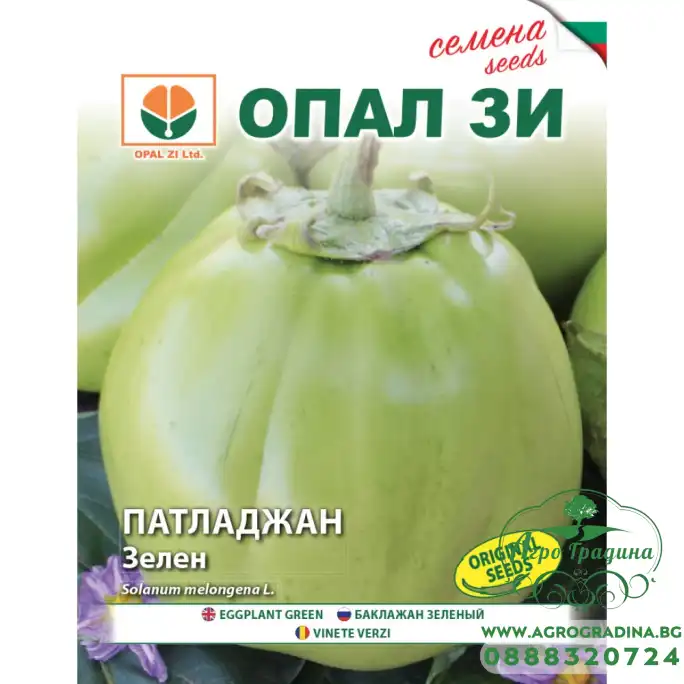 Патладжан Зелен сорт Успех
