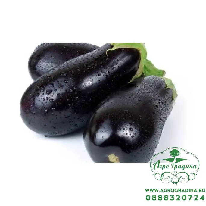 Патладжан Класик F1 Патладжан Класик F1