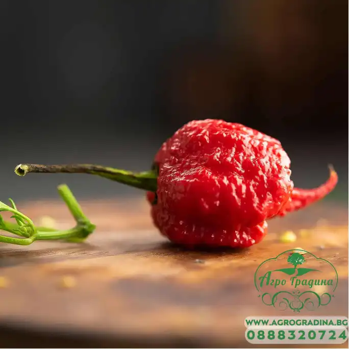 Семена Каролина Рийпър Carolina Reaper - най-лютата чушка в света!