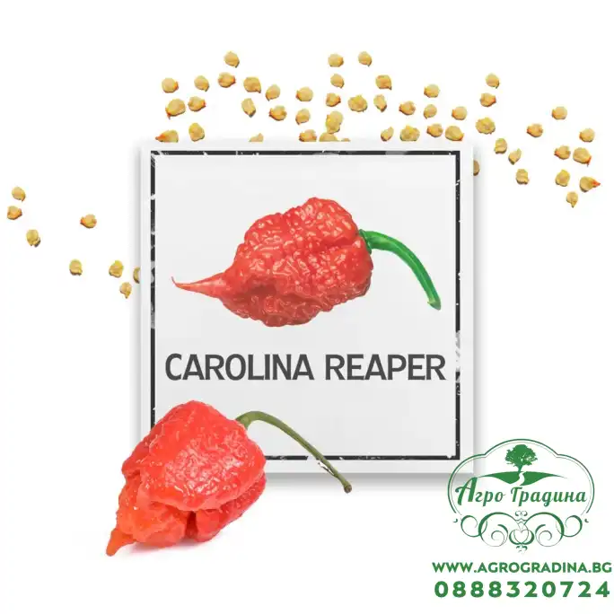 Семена Каролина Рийпър Carolina Reaper - най-лютата чушка в света!