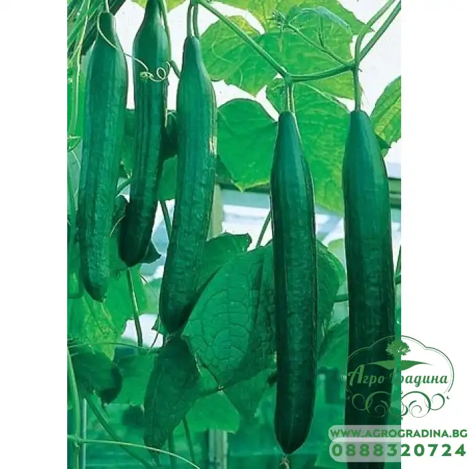 Краставици Палермо F1