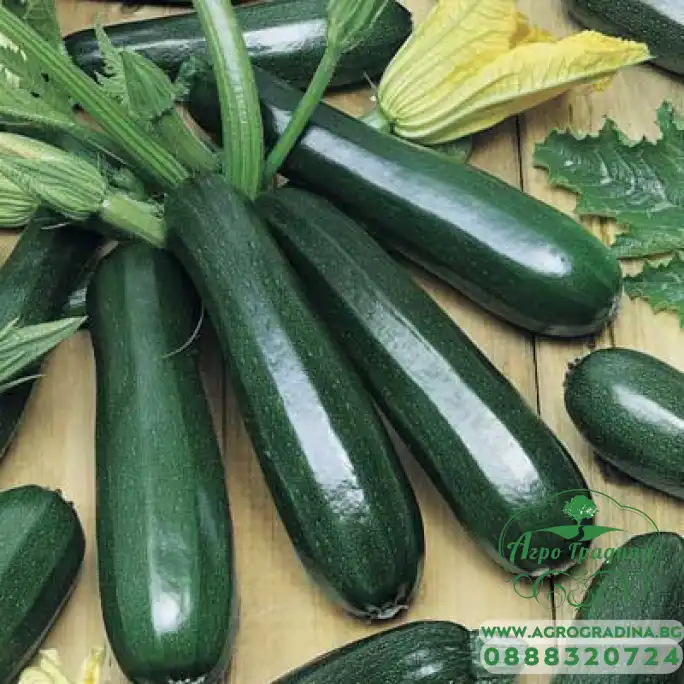 Тиквички Зелени Лейла F1