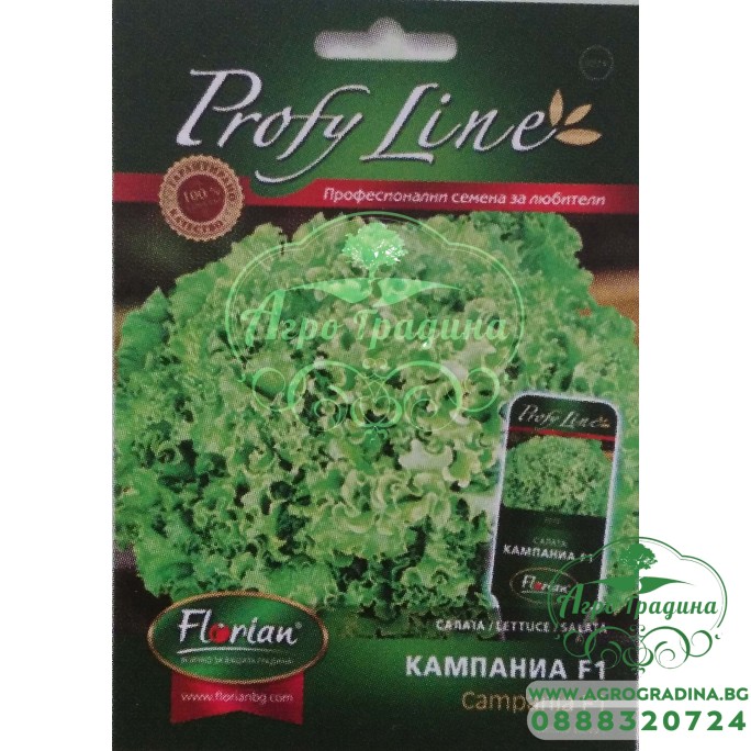 Салата Кампания F1