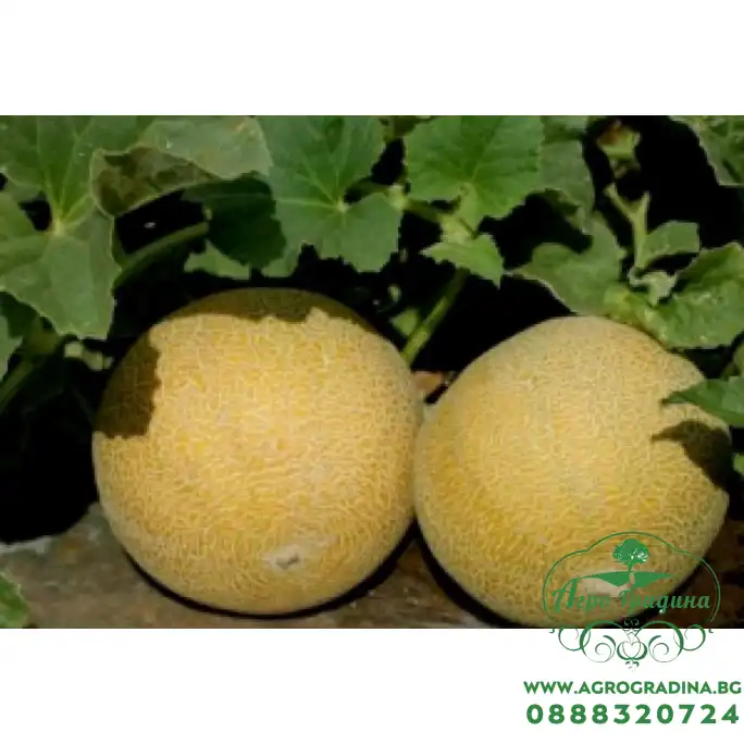 Пъпеш Трейси F1