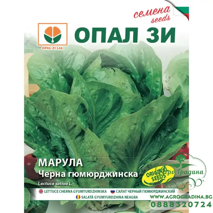 Маруля Черна Гюмюрджинска Маруля Черна Гюмюрджинска