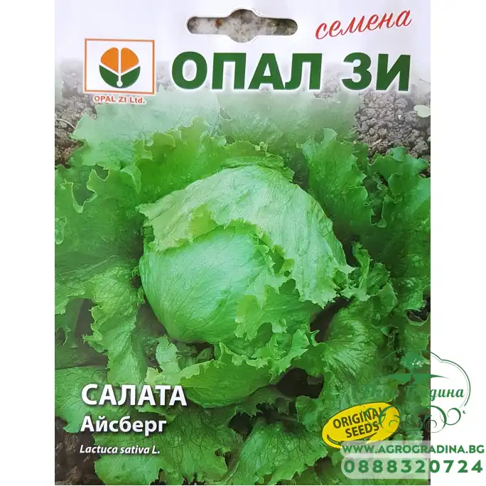 Салата Айсберг Салата Айсберг