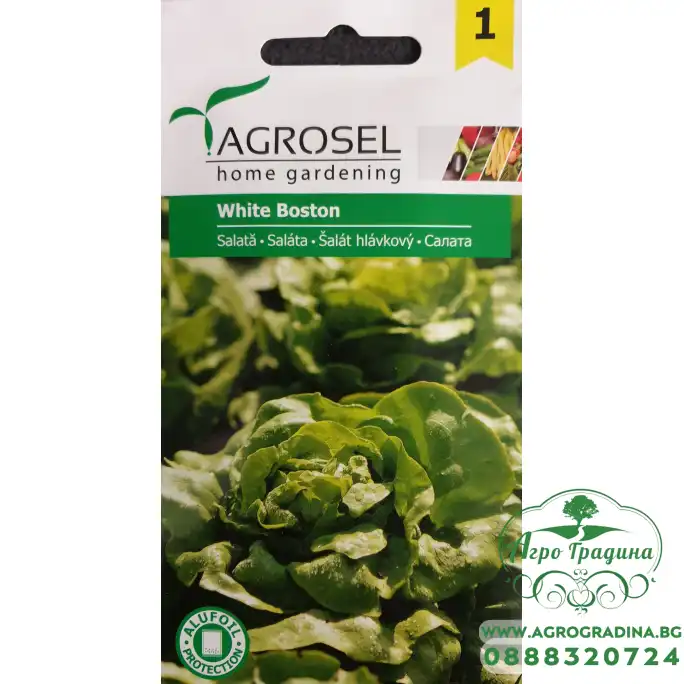 Салата бяла White Bosten