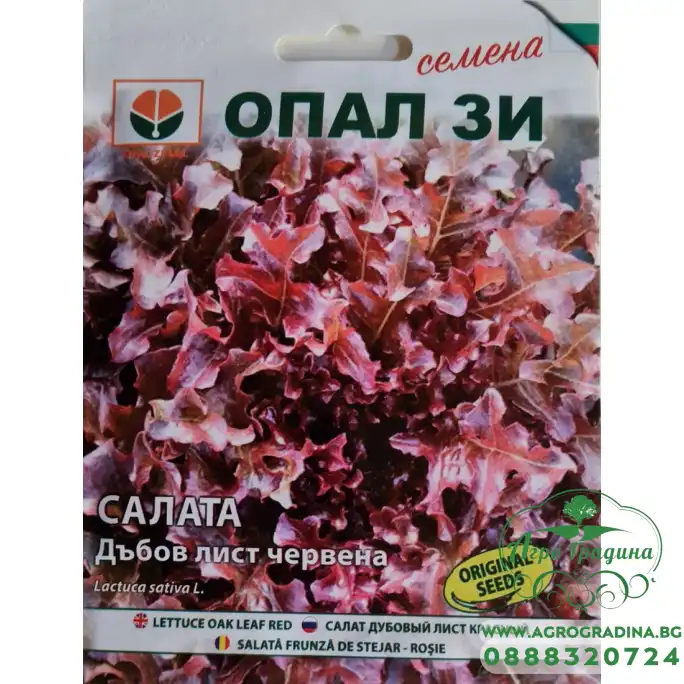 Салата Дъбов лист (червена)